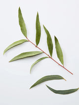 American Crew 3-In-1 Relaxing Chamomile + Pine Shampoo Conditioner and Body Wash 450ml