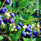 Davroe Smooth Senses Anti-Frizz Shampoo 325ml