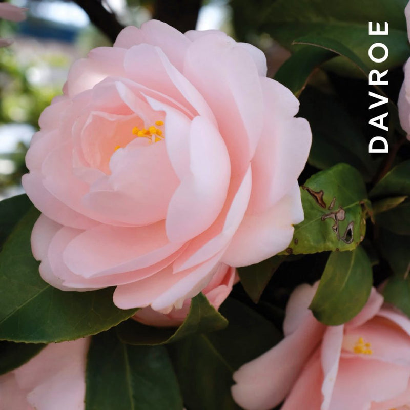 Davroe MCT Moisture Conditioning Treatment 200ml