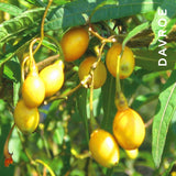 Davroe Scalp Remedy Shampoo 1 Litre