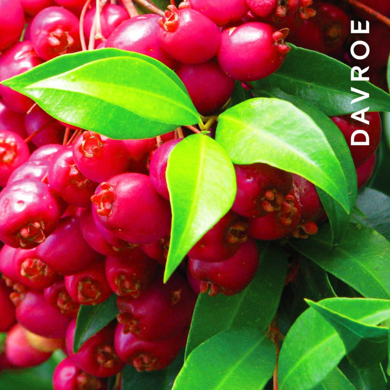 Davroe Moisture Senses Hydrating Shampoo 1 Litre