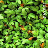 Davroe Volume Senses Amplifying Conditioner 325ml