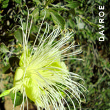 Davroe Fortitude Strengthening Shampoo 325ml