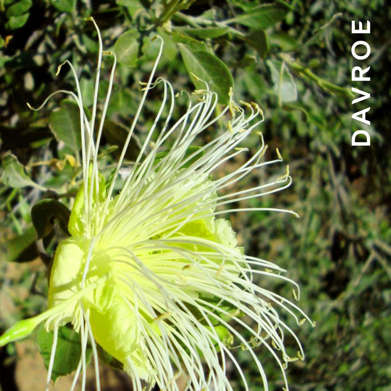 Davroe Fortitude Strengthening Conditioner 325ml