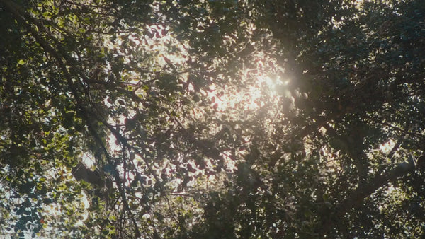 Paul Mitchell Tea Tree Hemp Restoring Conditioner & Body Lotion 300ml